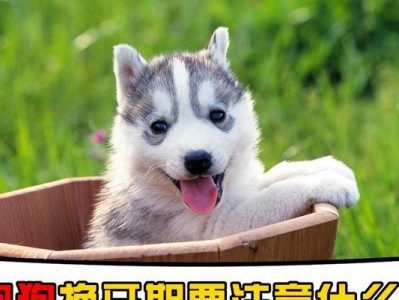 狗狗换牙期的养护（如何帮助宠物度过换牙期？）