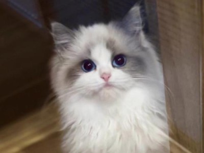 布偶猫价格贵的原因及新手铲屎官的适养性（揭开布偶猫价格的真相，了解适养布偶猫的要点）
