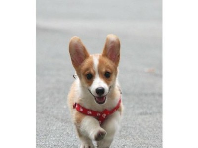 威尔士柯基犬的饲养指南（了解你的宠物，营造健康快乐的生活环境）