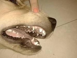 金毛犬的饮食标准与确定（科学计算每顿金毛犬的食量）