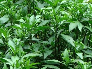 以吉娃娃消暑不适宜的12个偏方（关爱宠物健康，拒绝错误偏方）