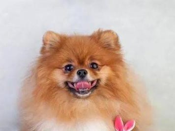 博美幼犬老挠耳朵，该怎么办？（解决博美幼犬老挠耳朵问题的方法）