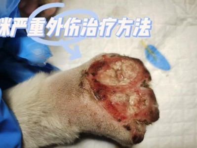 猫外伤化脓的药膏选择（以猫外伤化脓用什么药膏为主题的详细讨论）