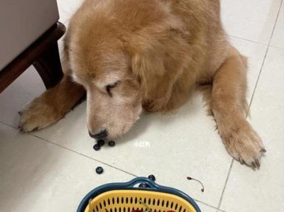 3个月大的狗适合吃哪些水果？（营养丰富的水果让你的小狗健康成长）