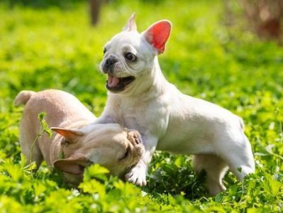 以法斗犬的饲养方法（了解你的宠物犬，让它健康快乐地成长）