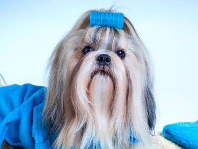 养护西施犬的正确方式（拥有健康可爱的小宠物生活，从这里开始）