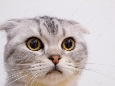 为什么猫要纯种？（探究纯种猫的优势和争议）