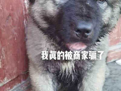 高加索犬（了解这个大型犬种，带来的不仅是责任和挑战，更是忠诚和守护。）