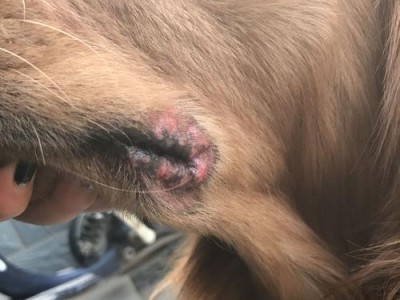 金毛犬月经周期揭秘！（从出生到成熟，金毛犬月经变化全解析，让你了解它的身体情况。）