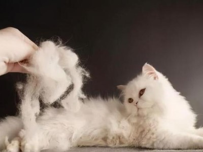 养猫攻略——让你的猫咪过得更美好（打造温馨宠物家庭，关注它们的需求）