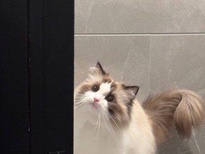 猫咪竖尾巴的含义解析（探寻猫咪尾巴姿态中的表达与情感）