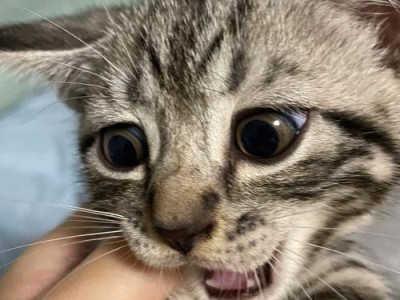 宠物猫咪打预防针的重要性（让爱宠健康无忧，及时打预防针）