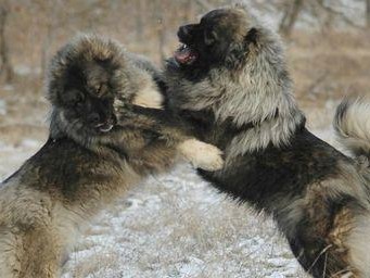 高加索犬的饲养方法（了解高加索犬的性格，从而更好地照顾它们）