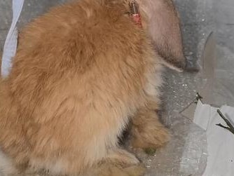 如何训练阿拉斯加拒食？（以宠物为主，彻底解决阿拉斯加拒食问题！）