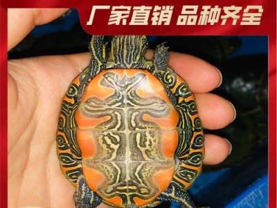 佛罗里达红肚龟饲养全指南（了解佛罗里达红肚龟的生态环境和饲养技巧，从入门到精通！）