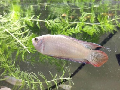 中国野生斗鱼的食物来源及特点（以小型无脊椎动物为主要食物、水生昆虫也常被捕食）