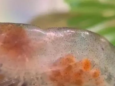 探究河虾卵的形态特征与发展过程（从微观到宏观，揭开河虾卵的秘密）