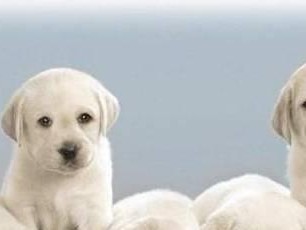 不同体型犬的食物需求（根据体型差异，宠物犬的饮食需求有何不同？）