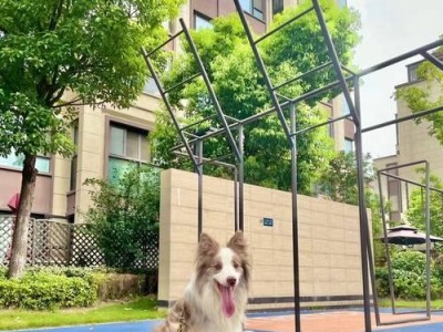 养边牧的花费及饲养成本分析（了解边牧的养育成本和经济负担，做好准备迎接新成员）