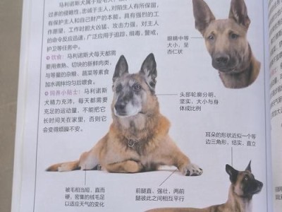 探秘以马犬（从起源到现状，以马犬的独特之处）