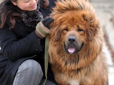 金毛寻回犬（与你携手共度美好时光，金毛寻回犬的魅力无法抗拒）