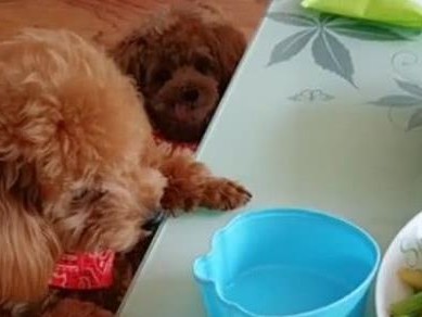 狗狗为什么总是不吃东西吐？（解读狗狗不吃东西总是吐的原因和对策）