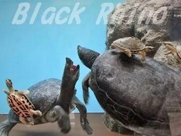 红冠棱背龟的完美饲养指南（宠物龟的照顾必备技巧，让它健康成长）