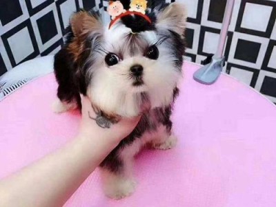 如何帮助约克夏犬克服胆小心理（宠物教育，让你的约克夏犬变勇敢）