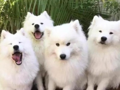 如何选择聪明易训的萨摩耶犬（挑选聪明易训的萨摩耶犬需要注意哪些方面？）