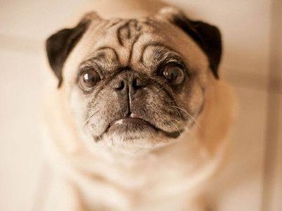 杜高犬拉肚子的原因及处理方法（宠物主人必读，为你的杜高犬提供完美护理）