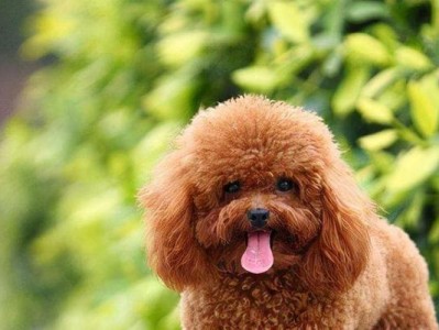 贵宾犬定点上厕所训练（教你如何让贵宾犬在固定地点上厕所，摆脱狗狗乱拉乱尿的困扰）
