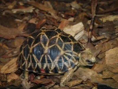 印度星龟饲养方法全面解析（打造理想的印度星龟家居环境，关注这些要点）