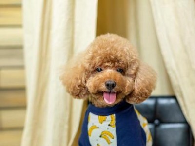 10种受欢迎的小型犬寿命及注意事项（了解这些小型犬的寿命和健康需谨记的要点）