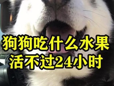 狗狗的健康饮食之水果篇（为你的狗狗选择适合的水果，让它拥有更健康的生活）