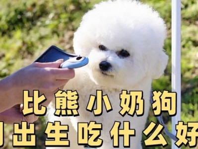 比熊喂养指南（合理分配饮食，打造快乐健康的比熊宠物生活）