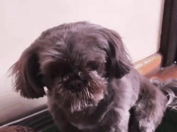 博美狗毛剪了多久长出来？（揭秘博美狗毛生长周期及护理技巧）