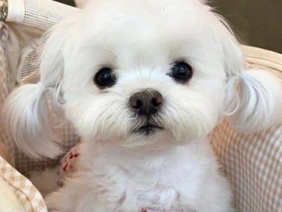 养护以玛尔济斯犬的全方位指南（以宠物为主，做个负责的宠物主人）