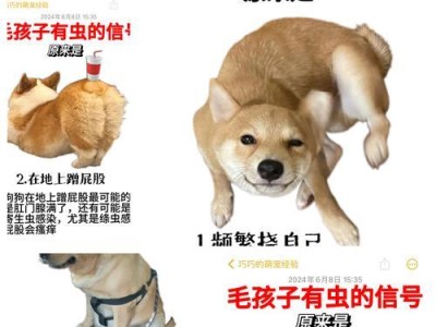 狗配种注意事项——为宠物狗的繁殖保驾护航（狗配种过程中的关键环节及饲主的责任）