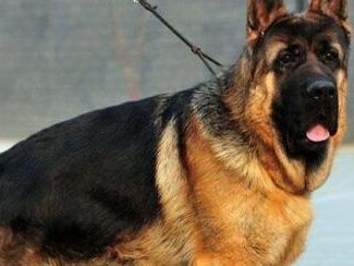 德国牧羊犬接种疫苗的注意事项（为宠物健康着想，预防疾病从接种疫苗开始）