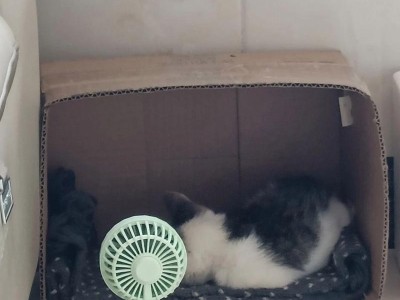猫咪咬人事件突然发生！（如何避免猫咪攻击和正确处理咬伤伤口？）