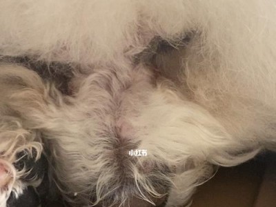五大原因让你的宠物狗狗睡觉打呼噜，你了解吗？（揭秘导致狗狗打呼噜的五大原因，让你的宠物健康无忧！）