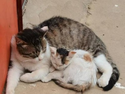 猫绝育后为什么会更加粘人？（探究猫绝育手术对猫咪亲人行为的影响）