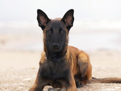 养马利诺斯犬的全面指南（从萌宠到成犬，掌握养马利诺斯犬的技巧和心得）