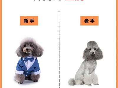 宠物护理指南——标准贵宾犬的完美护理（从饮食到运动，为您的贵宾犬提供最佳护理）