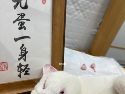 小猫绝育计划（小猫要做绝育吗？如何保障宠物的健康与幸福？）