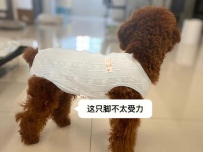 训练贵宾犬优美站姿和谢幕姿势的技巧（打造完美宠物形象的秘诀）