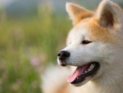 如何正确给宠物秋田犬剪毛（注意事项、步骤和工具）