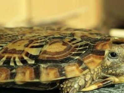 如何饲养印度陆龟（养护技巧详解，让你成为印度陆龟的优秀主人）