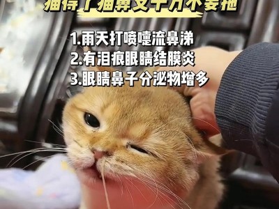 猫猫打喷嚏的原因探究（探寻猫猫打喷嚏的关键因素及防治方法）