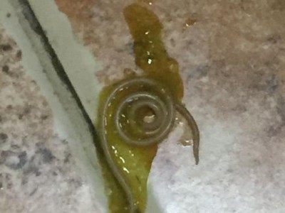 狗狗拉的虫卵是什么样子？（探秘狗狗排泄物中的虫卵）